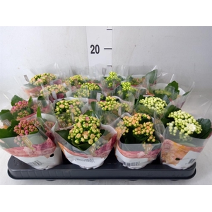Kalanchoe blos. 'RoyalDon'   ..mix