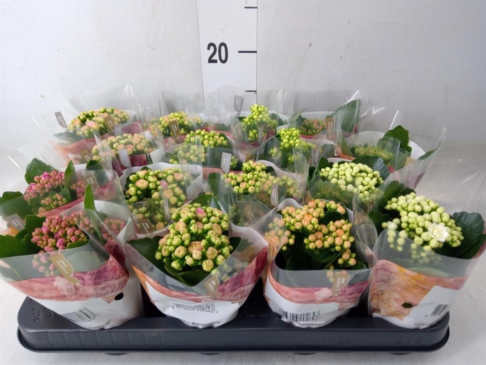 <h4>Kalanchoe blos. 'RoyalDon'   ..mix</h4>