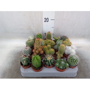 Cactus   ...mix