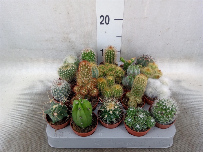 <h4>Cactus   ...mix</h4>