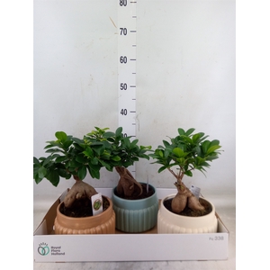 Ficus microcarpa 'Ginseng'