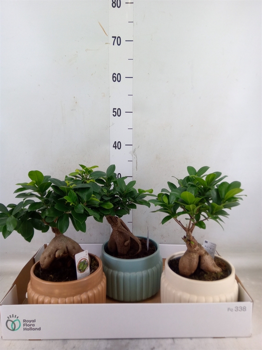 <h4>Ficus microcarpa 'Ginseng'</h4>