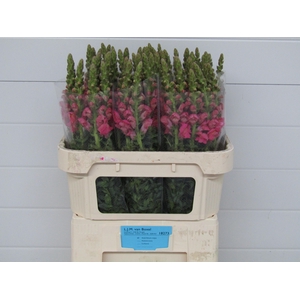 Antirrhinum Poto Rose