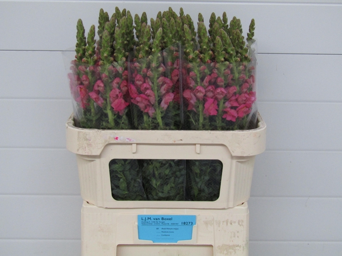 <h4>Antirrhinum Poto Rose</h4>