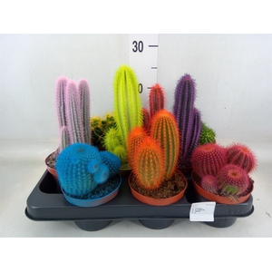 Cactus   ...