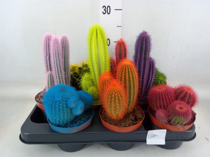 <h4>Cactus   ...</h4>