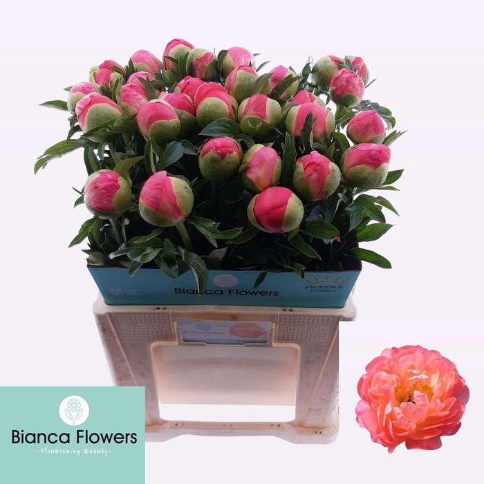 <h4>PAEO CORAL SUNSET</h4>