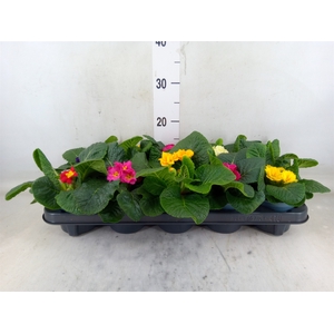 Primula ac.   ...mix