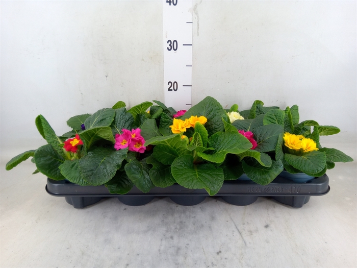 <h4>Primula ac.   ...mix</h4>