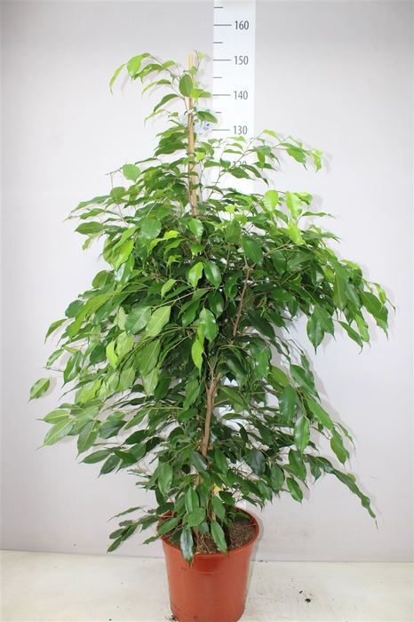 Ficus Exotica