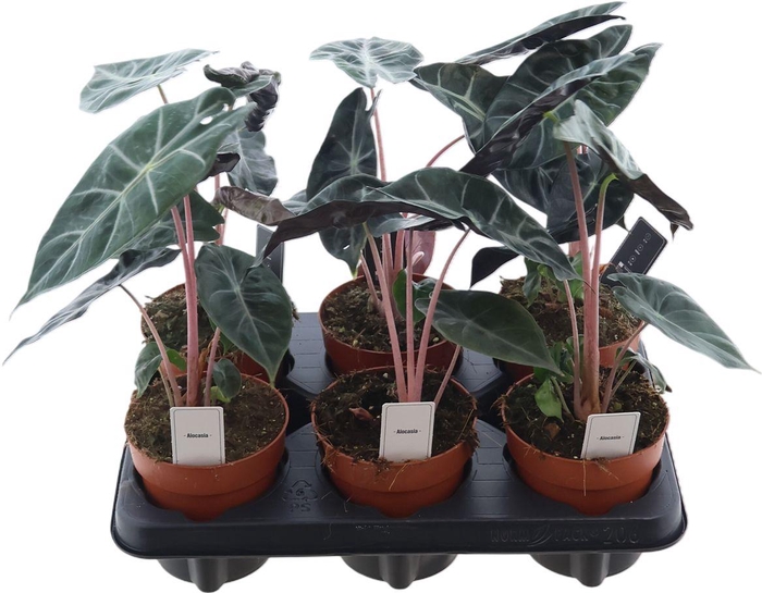 <h4>Alocasia Pink Dragon</h4>