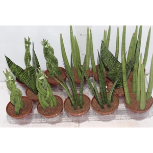 SANSEVIERA MINI MIX P10