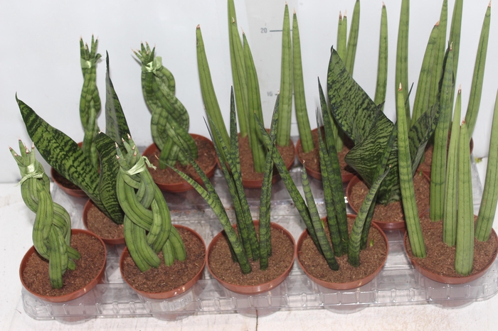 <h4>SANSEVIERA MINI MIX P10</h4>