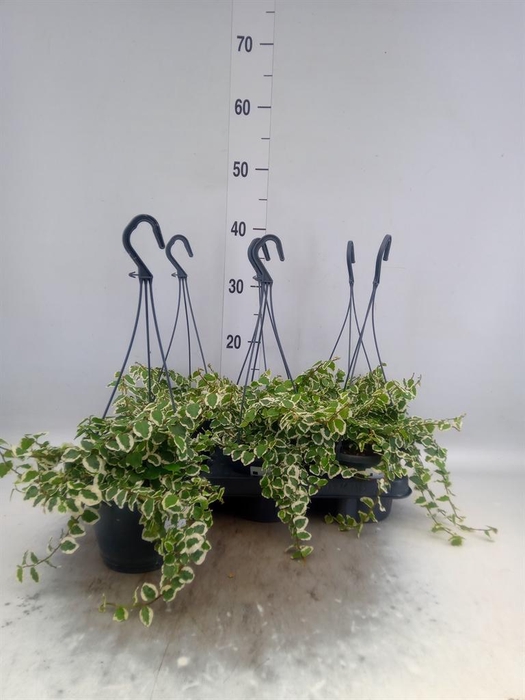 <h4>Ficus pumila 'Sunny'</h4>