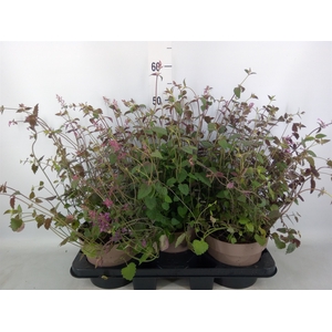 Agastache mexic.