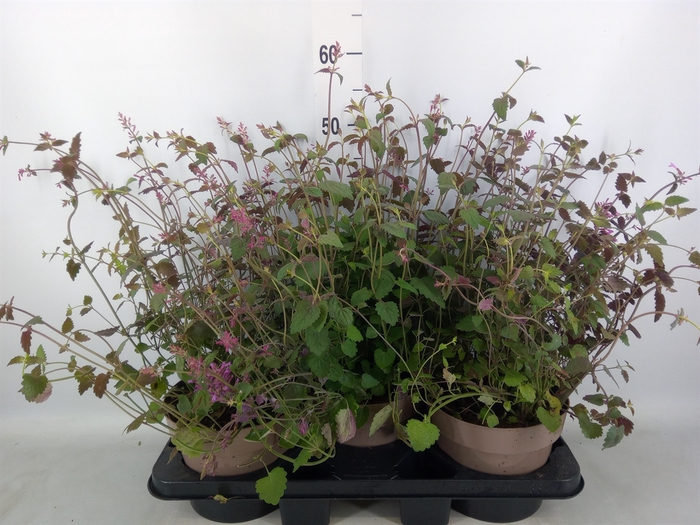 <h4>Agastache mexic.</h4>