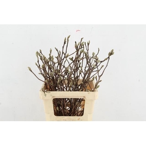 MAGNOLIA GEORGE HENRY KERN 060CM