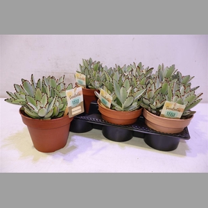 Kalanchoe Tomentosa