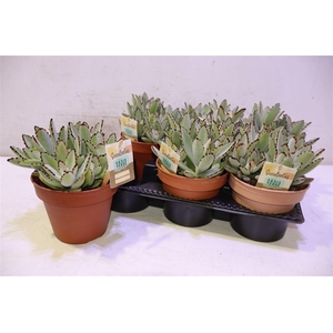 arr8 Kalanchoe Tomentosa
