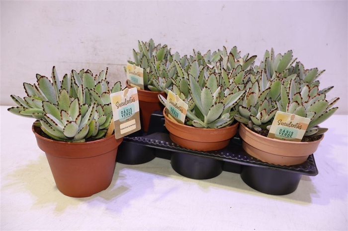 <h4>Kalanchoe Tomentosa</h4>
