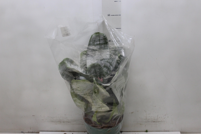 <h4>AECHMEA FASCIATA P17</h4>