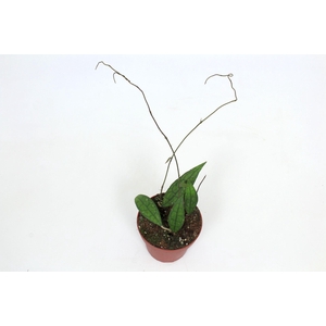 Hoya Clemensiorum 12 cm