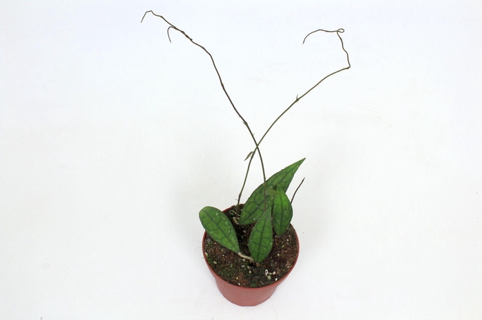 <h4>Hoya Clemensiorum 12 cm</h4>