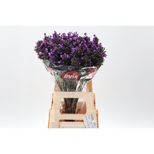 Phlox P Mag Pu Illus