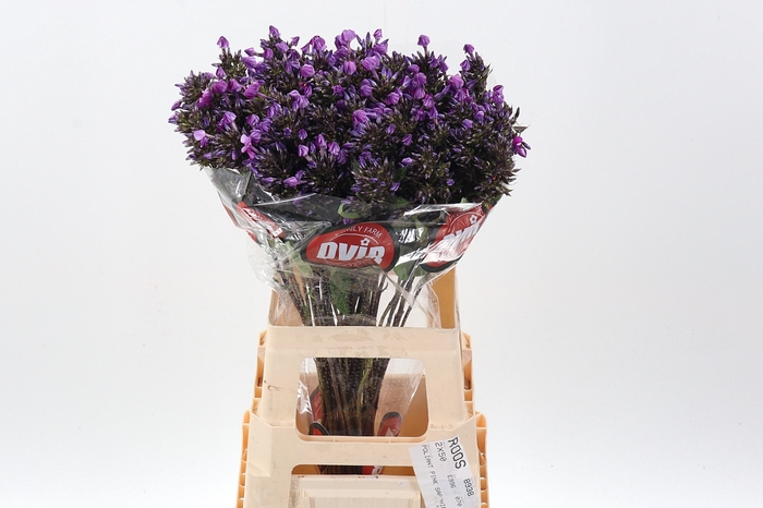 <h4>Phlox P Mag Pu Illus</h4>