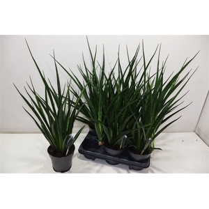 arr8 Sansev Kirki Friends