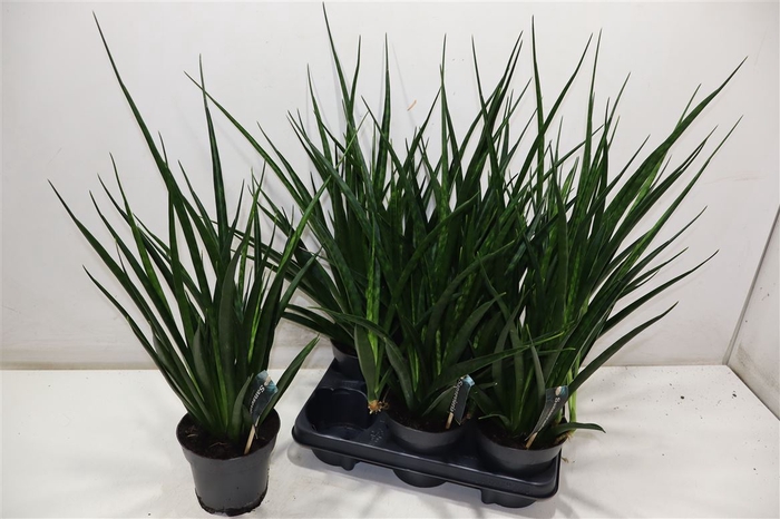 <h4>arr8 Sansev Kirki Friends</h4>