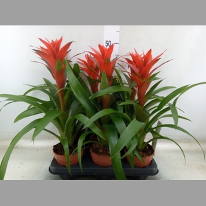 Guzmania  'Ostara'