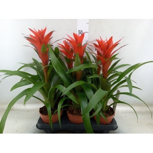 Guzmania  'Ostara'