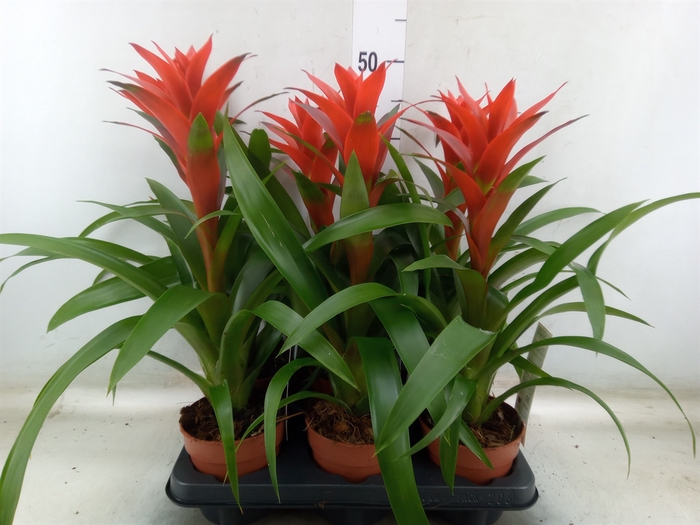 <h4>Guzmania  'Ostara'</h4>