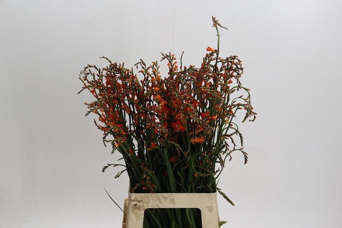 <h4>CROCOS RED KING</h4>