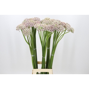 Allium Silverspring