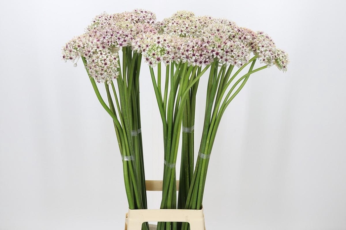 <h4>Allium Silverspring</h4>