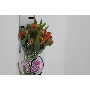 ALSTROEMERIA MOTION 080 CM LARANJA