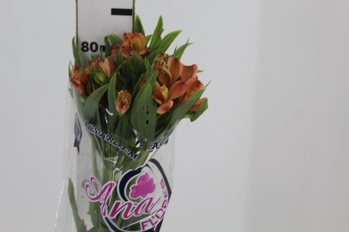 <h4>ALSTROEMERIA MOTION 080 CM LARANJA</h4>