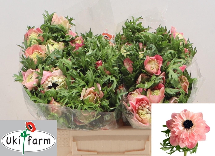 <h4>ANEM CO LEVAN ROSA</h4>