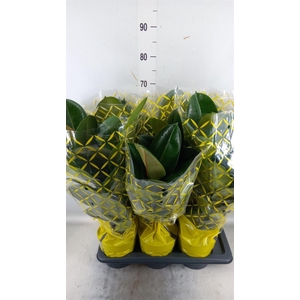 Ficus elastica 'Robusta'