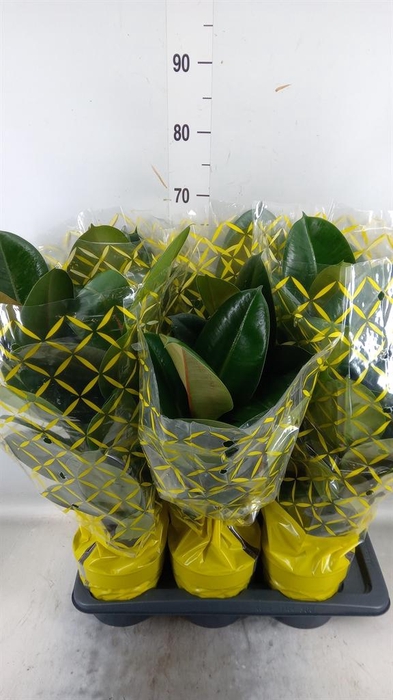 <h4>Ficus elastica 'Robusta'</h4>