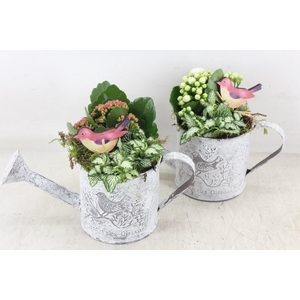 arr2 TD - Zink gieter - roze/wit