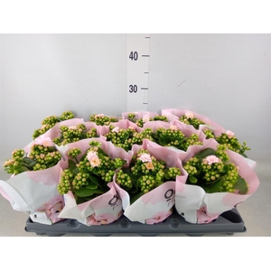 Kalanchoe blos.   ..