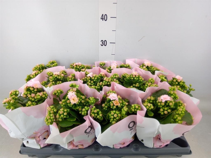 <h4>Kalanchoe blos.   ..</h4>