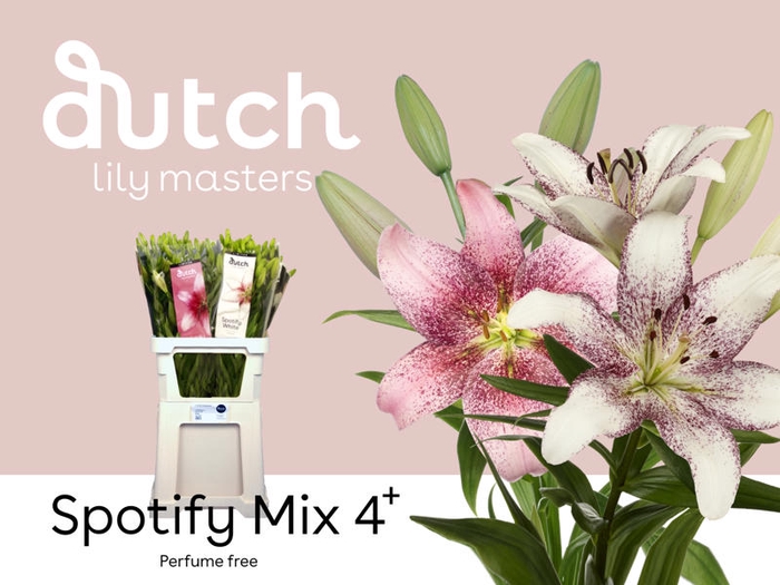 <h4>LI LA SPOTIFY MIX 4+</h4>