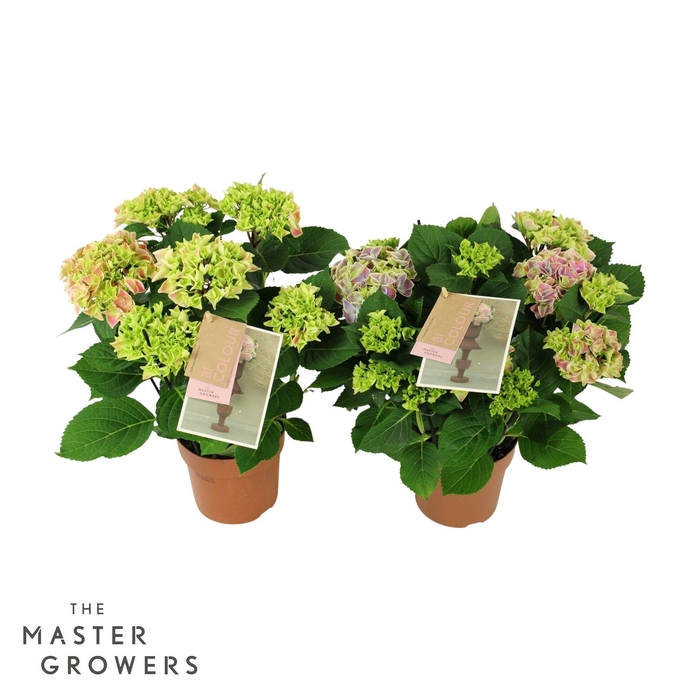 <h4>Hydrangea bicolor mix 5/6 flowers</h4>
