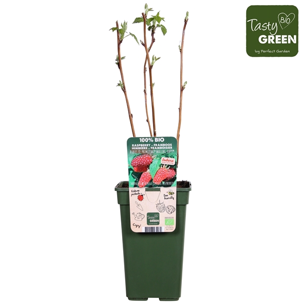 <h4>Rubus idaeus Autumn Happy® Bio P19</h4>