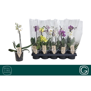 PHAL MF GEM 4 KL