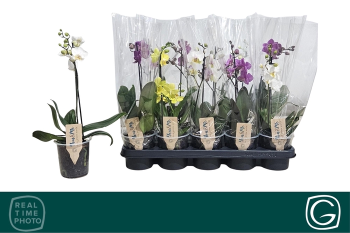 <h4>PHAL MF GEM 4 KL</h4>